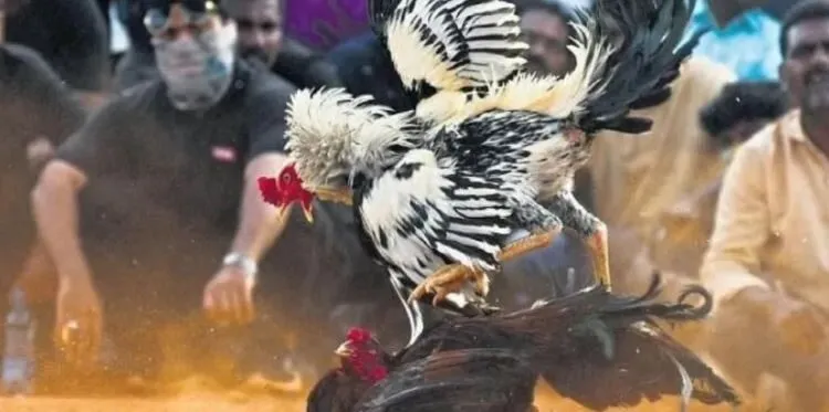 Đá Gà Casino -Nơi Chiến Kê Chiến Hàng Đầu Tại Nhà Cái 2 Đá Gà Casino Hi88: Định Nghĩa và Sự Phát Triển