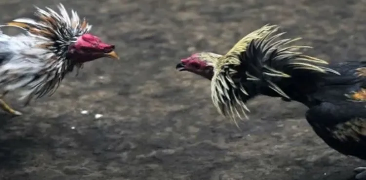 Nguồn gốc và lịch sử