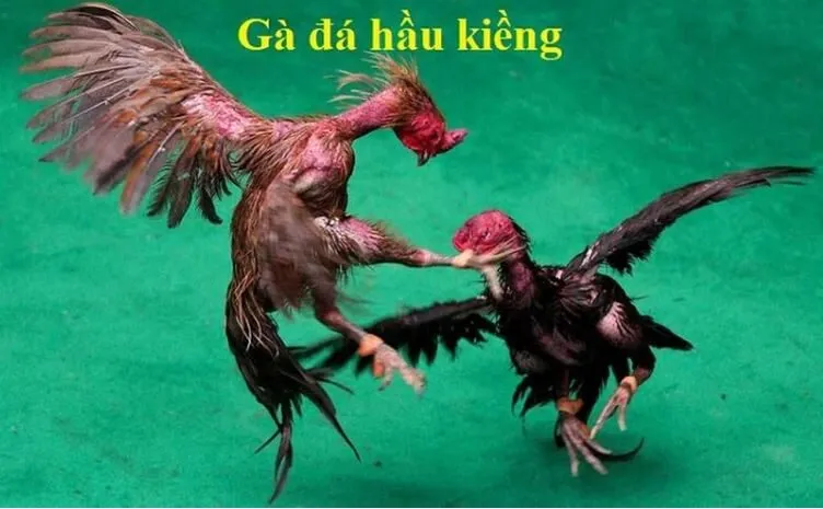 Gà Đá Hầu Kiềng là gì?