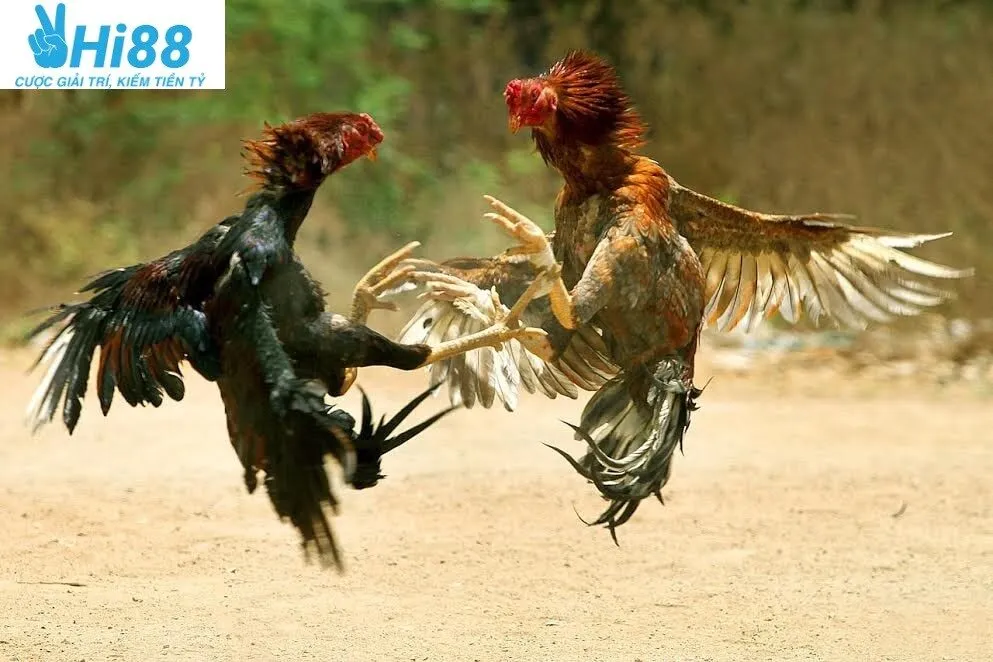 Hướng dẫn tham gia Đá Gà Asil Hi88