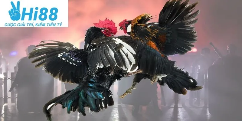 Đá Gà Casino Hi88: Cá Cược Uy Tín Hot Nhất 2025 1 Đá Gà Casino Hi88: Định Nghĩa và Sự Phát Triển