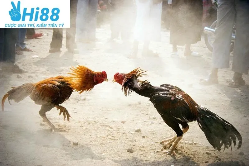 Đá Gà Cựa Sắt Hi88 - Cá Cược Uy Tín Hàng Đầu Tại Nhà Cái 2025 1 Đá Gà Cựa Sắt Hi88