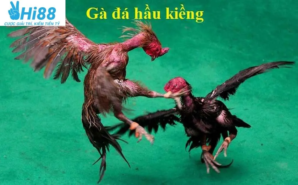 Gà Đá Hầu Kiềng Hi88 là gì?